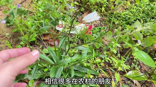 进贤网红草,绿色奇迹的生态传奇