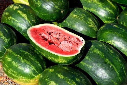 天津吃瓜视频大全,一网打尽津味佳肴