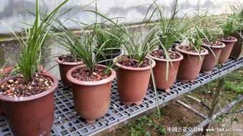 惠兰的植料配比表怎么看,打造理想生长环境的秘诀