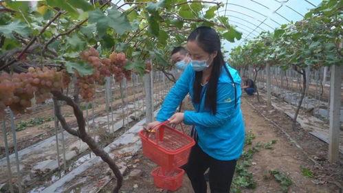 网红蔬菜村在哪里啊,探寻网红蔬菜村的神秘足迹
