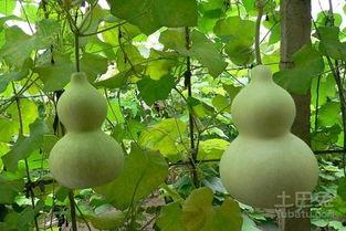 孕妇可以吃葫芦瓜吗,葫芦瓜的营养与适宜食用