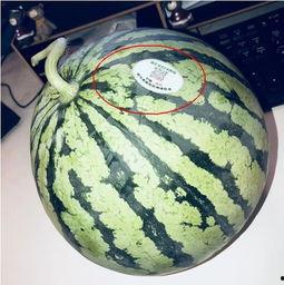 福州网红吃瓜,揭秘城市美食新潮流