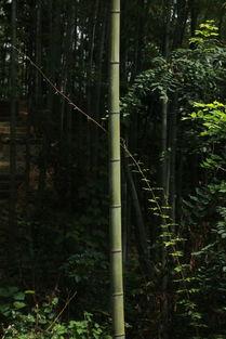 桃江竹海今日头条,探寻湖南绿色秘境，感受自然生态之美